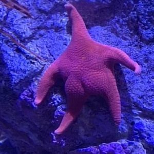 Meet your Posher, Kelliann